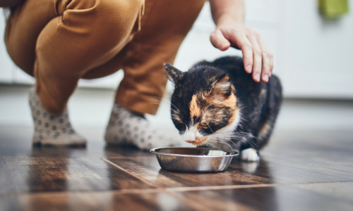 Cat eating from bowl