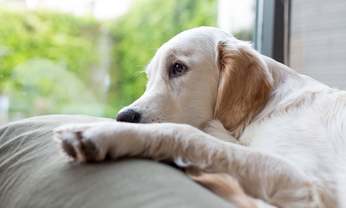 Tired dog laying on couch 