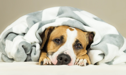 Can dogs catch human 2024 colds