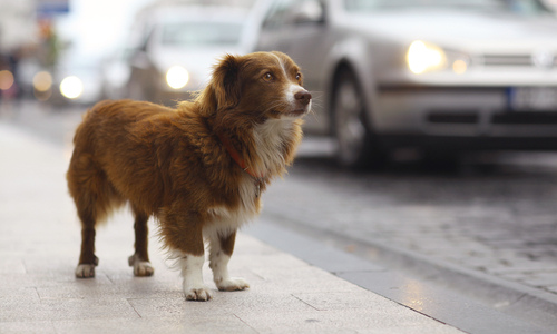 Pet microchipping may be required in Las Vegas, Las Vegas