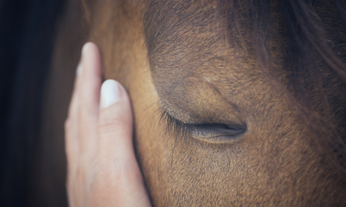 Hand on horse