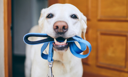 Can you walk your shop dog without a leash