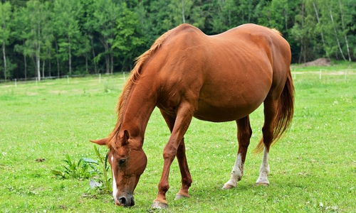 Pregnant mare 