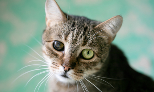 Cat Eye Discharge - How to Treat Different Types of Feline Eye Issues