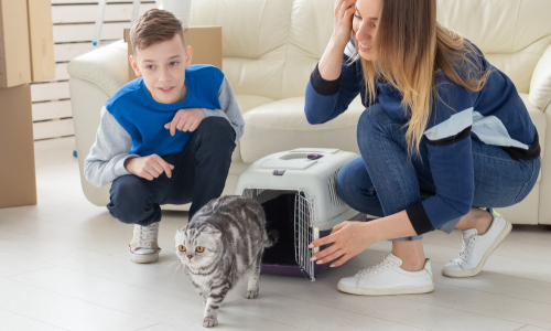 Family welcoming new cat in home