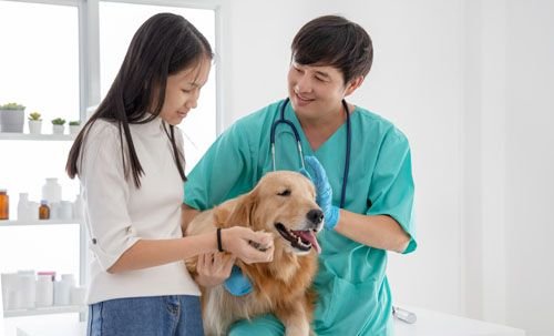Veterinarian with dog