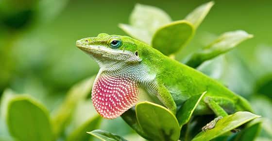 Image of a green anole. 