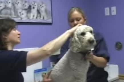Image of labradoodle getting a check-up. 
