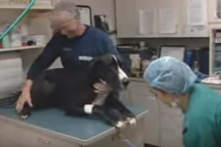 一只狗在检查台上被兽医和兽医技术员按住。