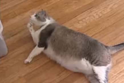 一只超重的猫躺在地上的画面。