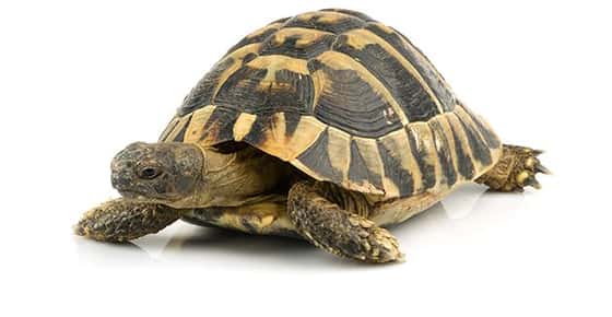 Image of a tortoise.