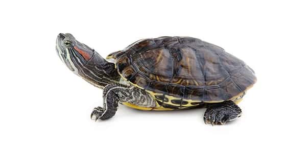 Image of a red eared slider turtle. 