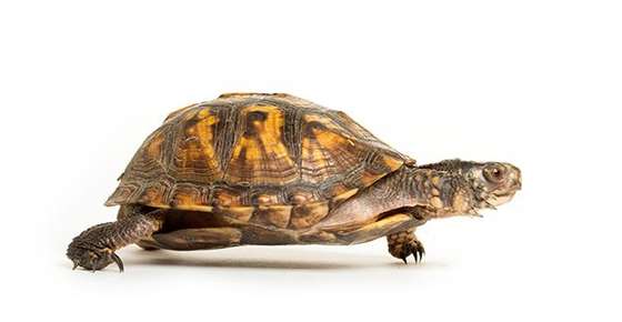 Image of a box turtle. 