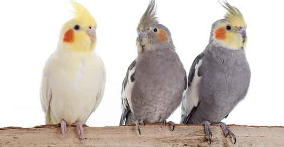 Image of three cockatiels. 