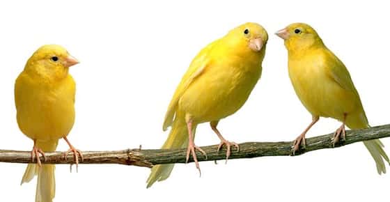 Image of canaries. 