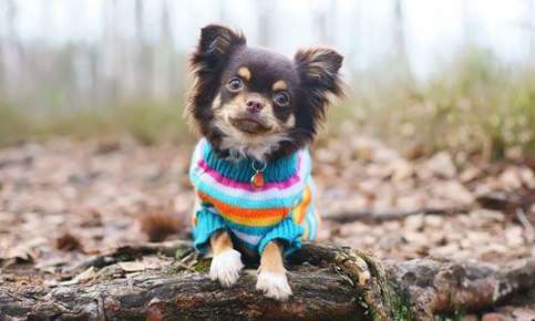 Auburn sales dog sweater