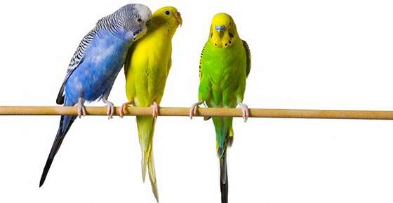 Image of budgies. 