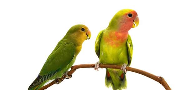 Image of lovebirds. 