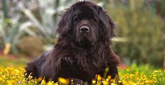 Image of a Newfoundland dog, a breed which has a higher chance of exhibiting Addison's. 