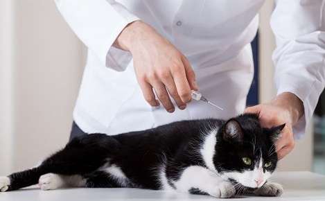 Image of cat at vet. 