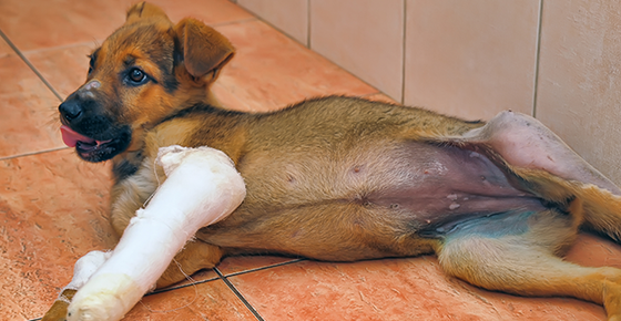 Image of a puppy with a broken leg in a cast. 