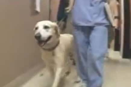 Image of nurse in scrubs walking a dog.
