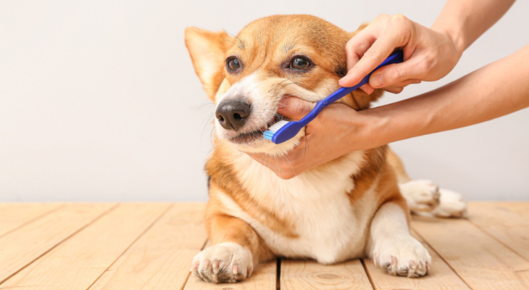 Dog getting his teeth brushed