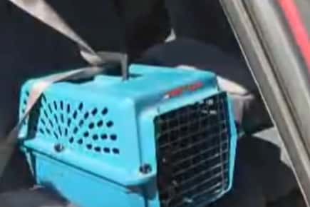 安全带的形象，以确保宠物载体在一辆车。