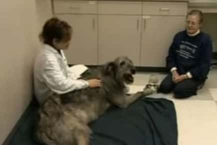 Image of a veterinarian and a woman sitting on the floor with a dog.