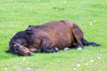 Image of horse laying down. 