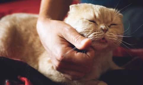 Cat being petted by owner