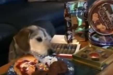 一只狗嗅出了放在桌子上的食物盘。