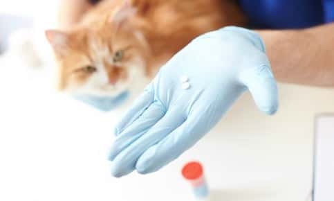 Veterinarian holding pet medication
