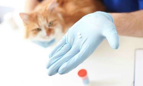 Veterinarian holding pet medication