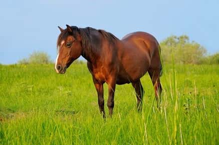 image of a horse. 