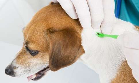 Dog having a tick removed in a vet office