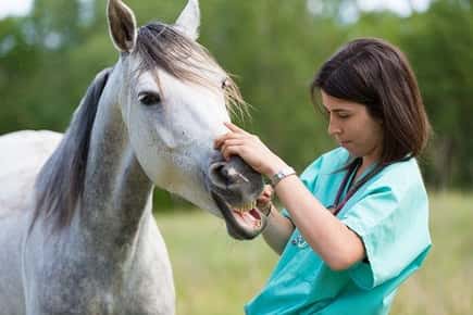 Image of vet checking horses teeth. 