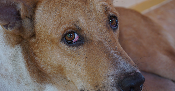 Image of a dog with red eyes. 