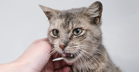 Image of cat with a cold.