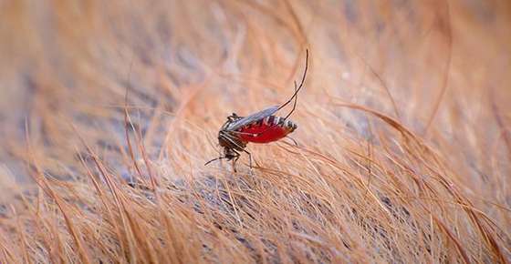 Image of a mosquito biting a horse. 