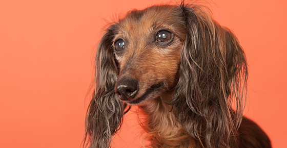 Image of a dog with eye issues. 