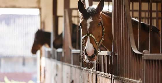 Image of a horse in the stall. 
