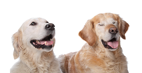 Image of a blind dog and his companion who can see. 