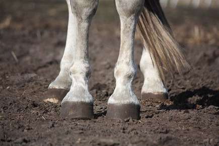 Image of horse hooves. 