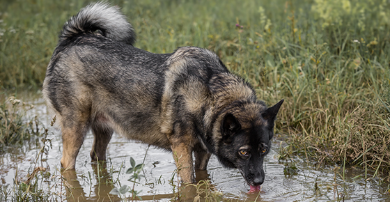 Image of a dog drinking water from a pond. 