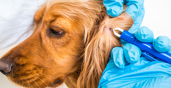 Image of vet removing tick from dog's ear. 