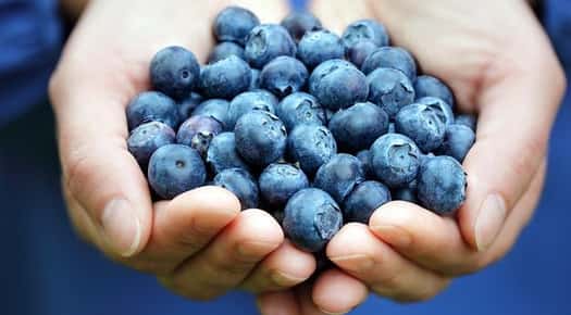 Image of hands holding blueberries.