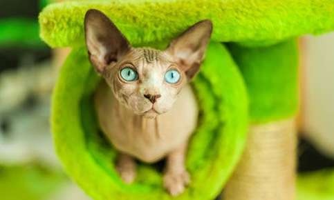 hairless cat