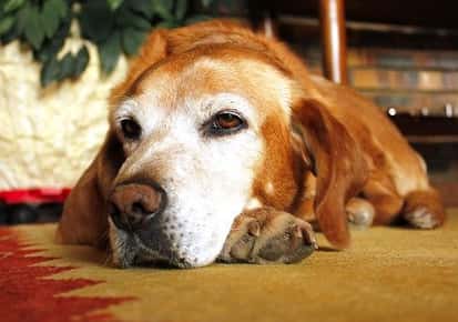 Image of an old dog laying on the ground.