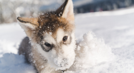 Puppy in the snow.